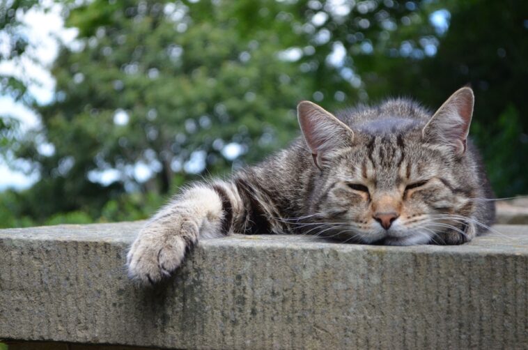 Ist meine Katze lethargisch? Diese Zeichen zeigen es!