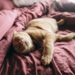 HypoCat macht Menschen mit Katzenallergie Hoffnung