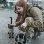 Instagram Account Ukrainian war cats