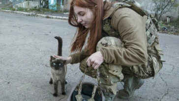 Instagram Account Ukrainian war cats