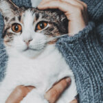 Was der bundesweite Warntag für Katzen bedeutet