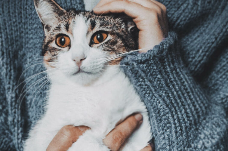Was der bundesweite Warntag für Katzen bedeutet