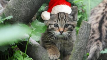 Eine Wildkatzen Patenschaft als sinnvolles Geschenk zu Weihnachten