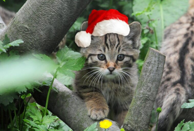 Eine Wildkatzen Patenschaft als sinnvolles Geschenk zu Weihnachten