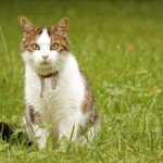 Würmern bei Katzen natürlich vorbeugen mit Wurmkraut und Co