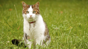 Würmern bei Katzen natürlich vorbeugen mit Wurmkraut und Co
