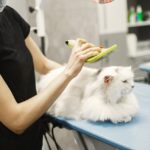 Tierärztlicher Notdienst in Gefahr?