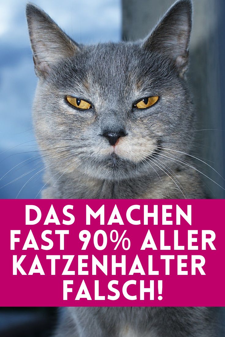 Was Katzen wollen und was Halter oft falsch machen