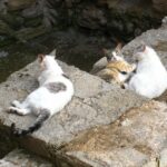 Katzen auf Mallorca