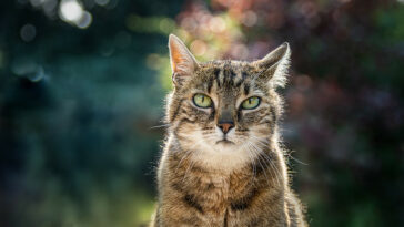 Hausarrest für Katzen in Wiesloch-Walldorf