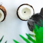 Kokosöl bei Katzen: Das kann das natürliche Heilmittel