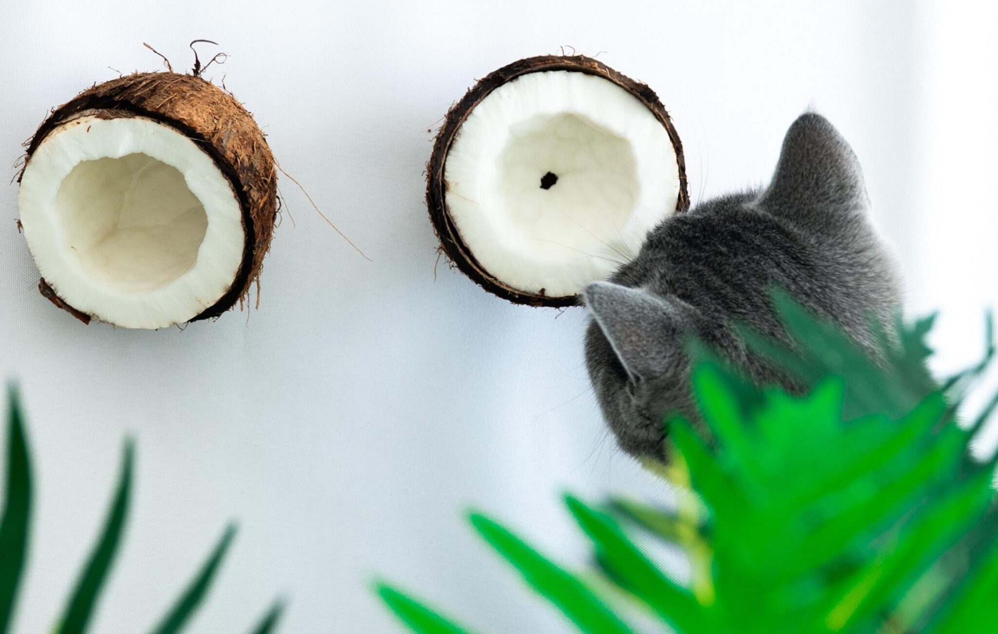 Kokosöl für Katzen 8 Situationen, in denen es heilen hilft