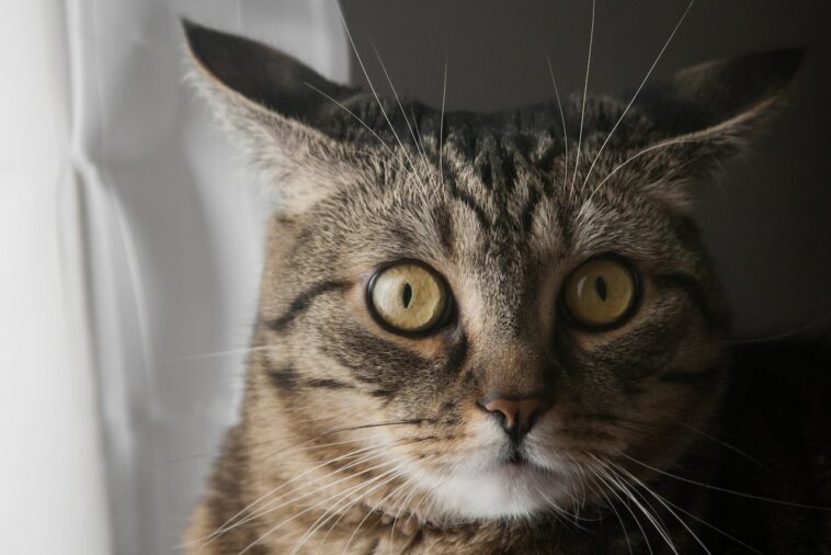 Was wollen Katzen: Diese Fehler begehen Halter, ohne es zu ahnen