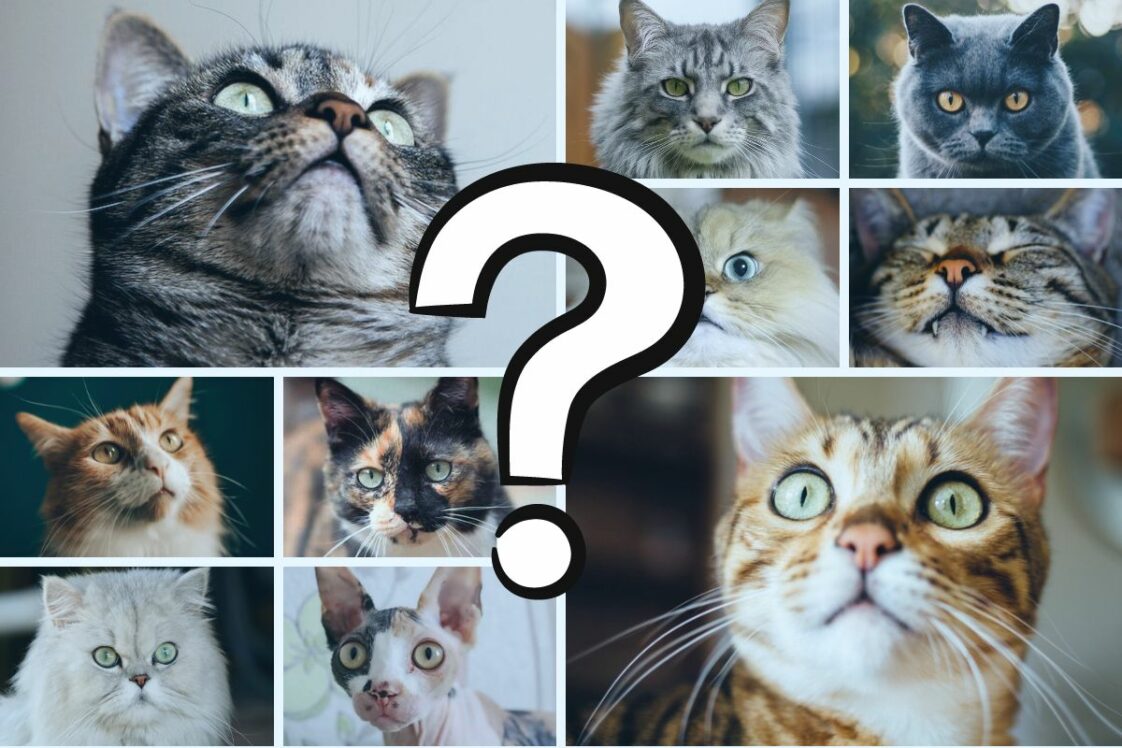 Test Welche Katze Passt Zu Mir Katzenrassen-Test Welche Katze passt zu mir? | Das Katzenmagazin