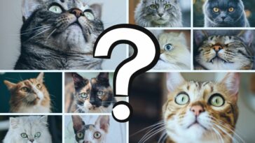 Welche Katze passt zu mir?