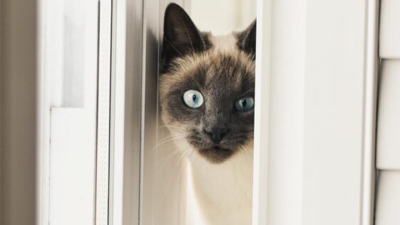 Staatstheater Hessen verzichtet auf Katzen auf der Bühne