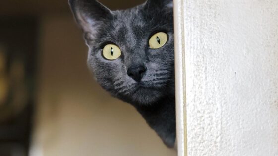 Erdbeben: Können Katzen das Naturereignis vorhersehen?