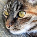PetNow erkennt Haustiere an der Nase wieder