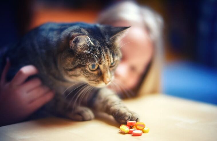 Bonbons, Schokolade, und Pralinen: Finde süße Namen für Kater