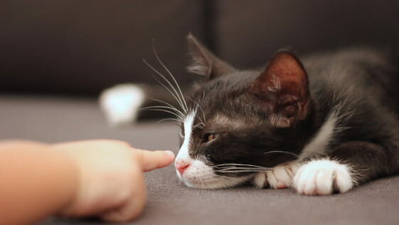 Katzen und Hundehaltung könnte das Immunsystem von Kindern schützen